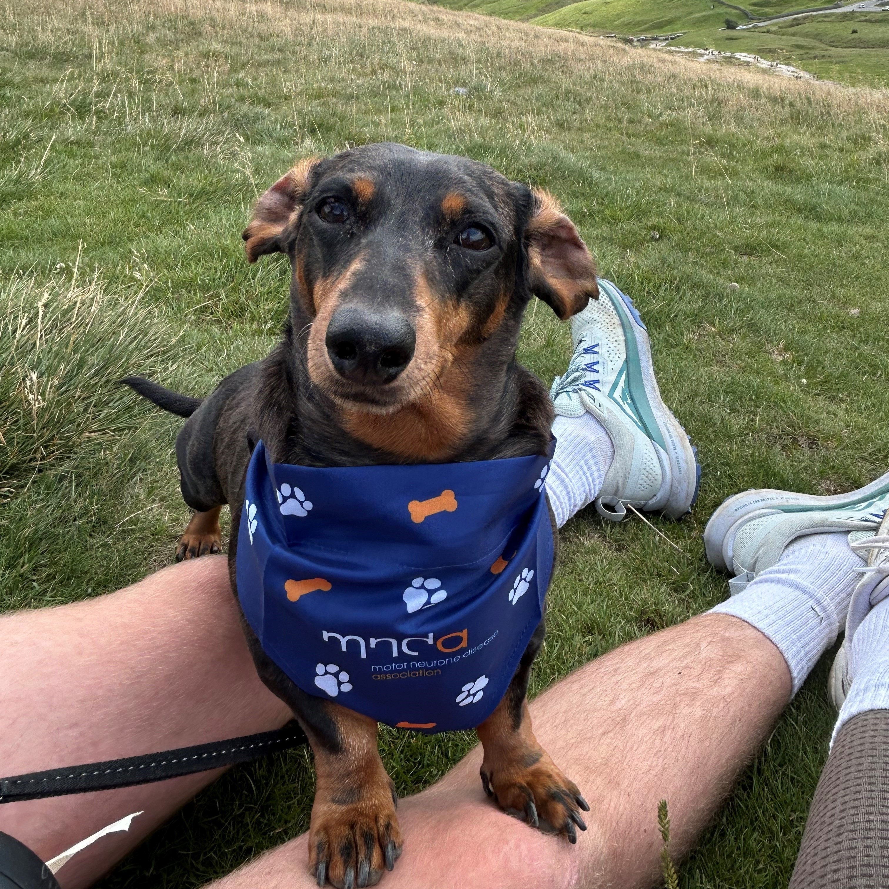 Pippa in dog bandana